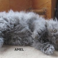 2 superbes chatons persans femelles loof #6