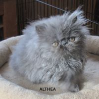 2 superbes chatons persans femelles loof #7