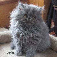 2 superbes chatons persans femelles loof #8