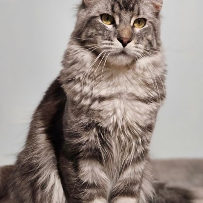 Mâle maine coon loof #1