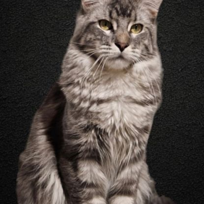 Mâle maine coon loof