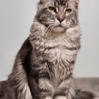 Mâle maine coon loof #1