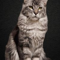 Mâle maine coon loof #0