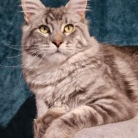 Mâle maine coon loof #3