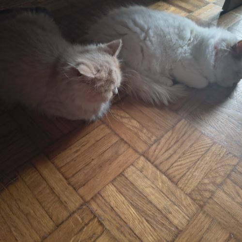 Vend chat et chatons persan #3