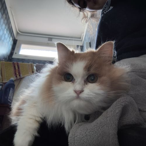 Vend chat et chatons persan #4