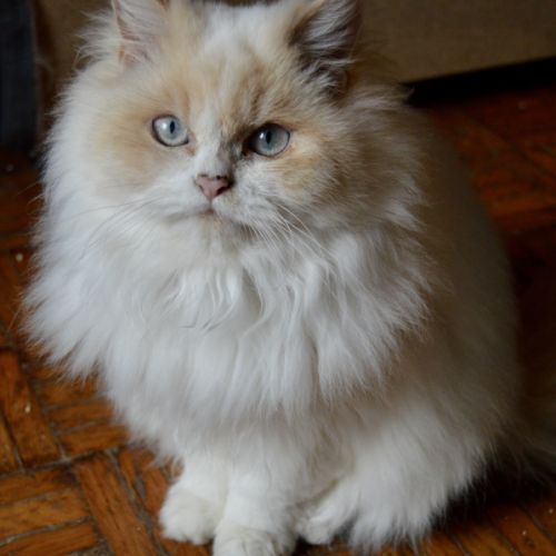 Vend chat et chatons persan #5