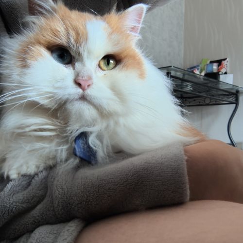 Vend chat et chatons persan #7