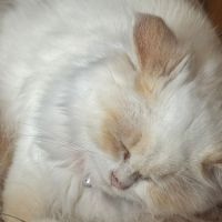 Vend chat et chatons persan #1