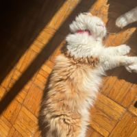 Vend chat et chatons persan #2