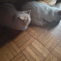 Vend chat et chatons persan #3