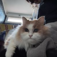 Vend chat et chatons persan #4