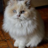 Vend chat et chatons persan #5