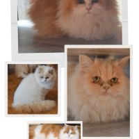 Vend chat et chatons type persan