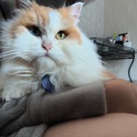 Vend chat et chatons persan #7