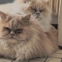 Vend chat et chatons persan #8