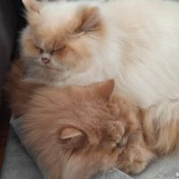 Vend chat et chatons persan #9