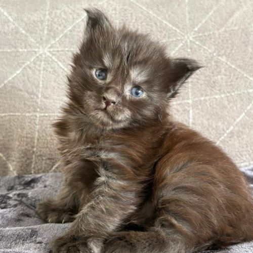Chaton maine coon loof polydactyle #2