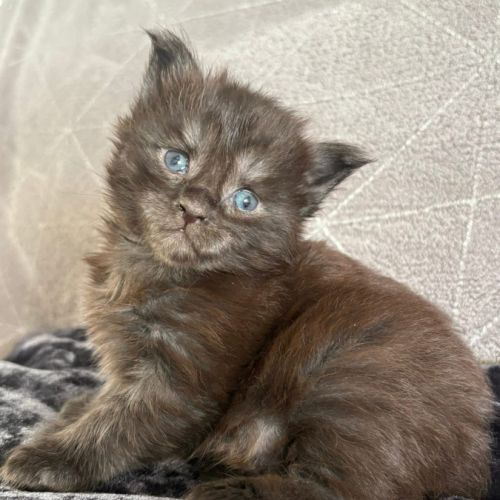 Chaton maine coon loof polydactyle #3