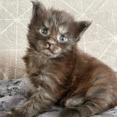 Chaton maine coon loof polydactyle