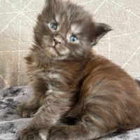 Chaton maine coon loof polydactyle #1