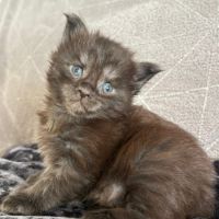 Chaton maine coon loof polydactyle #3