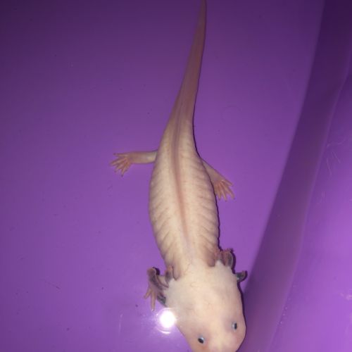 2 axolotls (1 mâle et 1 femelle) #2