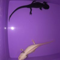 2 axolotls (1 mâle et 1 femelle) #0