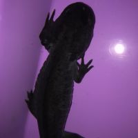 2 axolotls (1 mâle et 1 femelle) #3