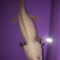 2 axolotls (1 mâle et 1 femelle) #4