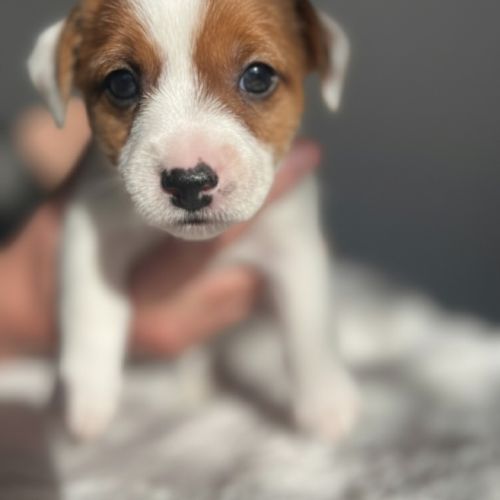 Portée jack russell terrier — 6 chiots #2