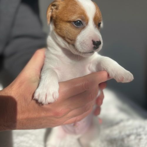 Portée jack russell terrier — 6 chiots