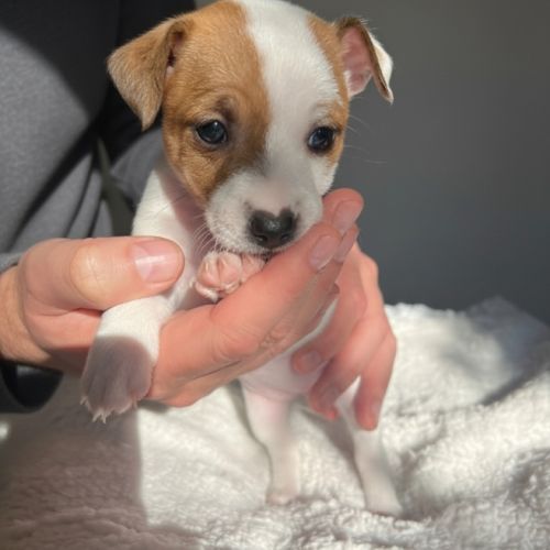 Portée jack russell terrier — 6 chiots #4