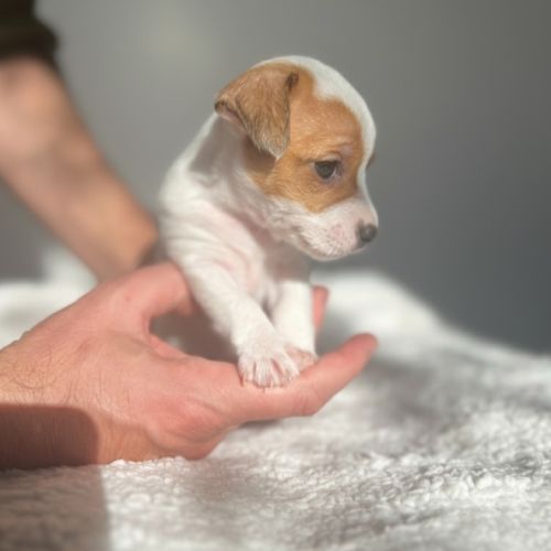 Portée jack russell terrier — 6 chiots #6