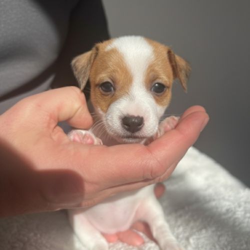 Portée jack russell terrier — 6 chiots #7