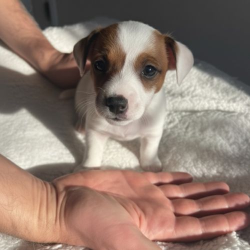 Portée jack russell terrier — 6 chiots #10