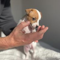 Portée jack russell terrier — 6 chiots #5