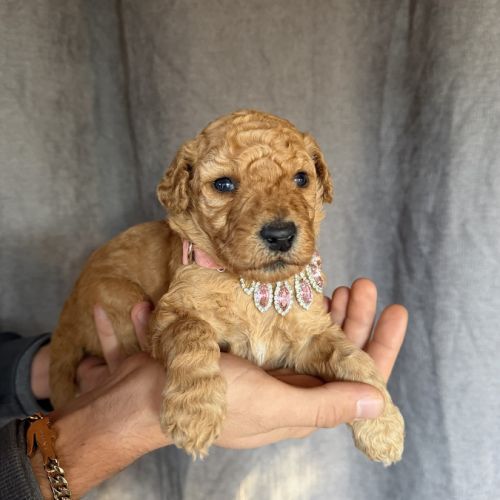 Chiots grand caniche royal fauve #2