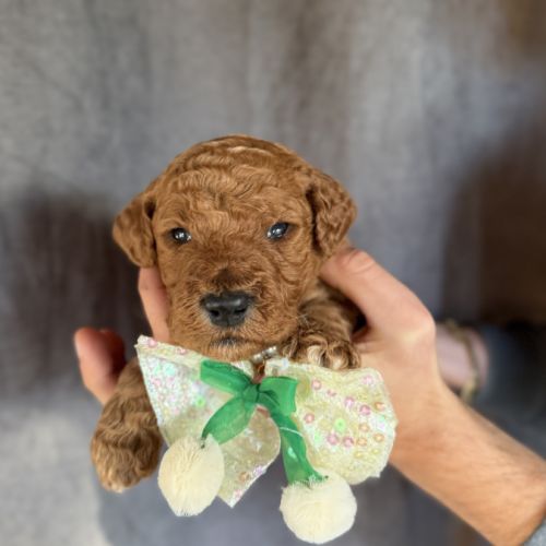 Chiots grand caniche royal fauve #4