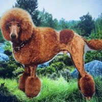 Chiots grand caniche royal fauve #1