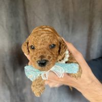 Chiots grand caniche royal fauve #3