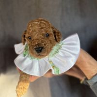 Chiots grand caniche royal fauve #5