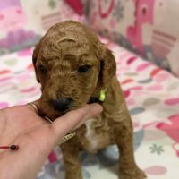 Chiots grand caniche royal fauve