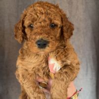 Chiots grand caniche royal fauve