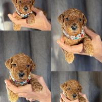 Chiots grand caniche royal fauve