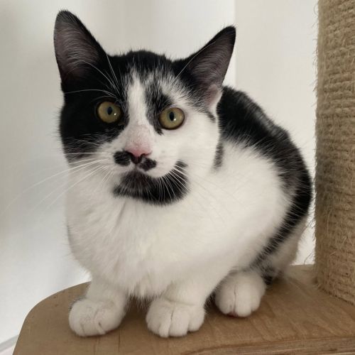 Pickles à l'adoption #1