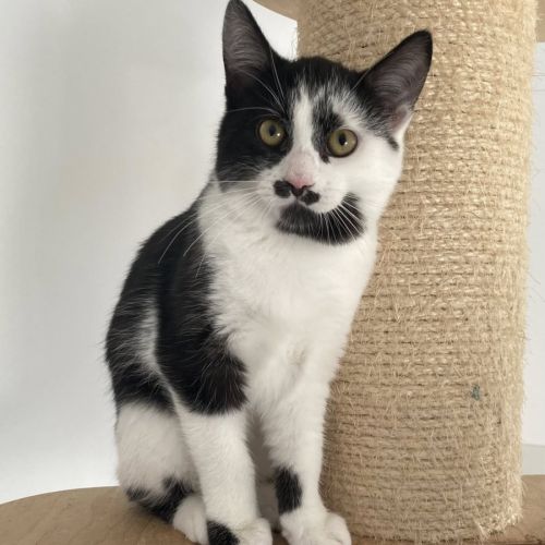 Pickles à l'adoption #3