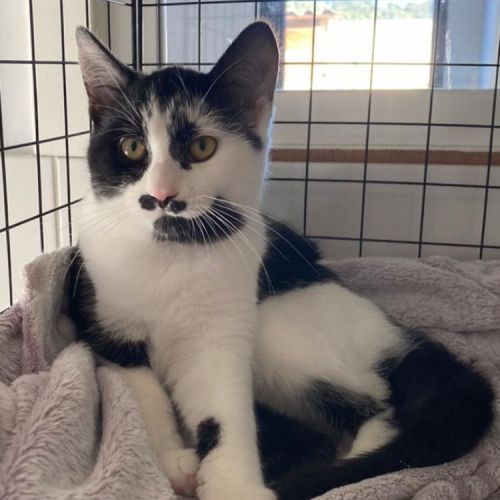 Pickles à l'adoption