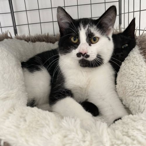 Pickles à l'adoption #5