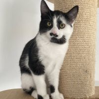 Pickles à l'adoption #3